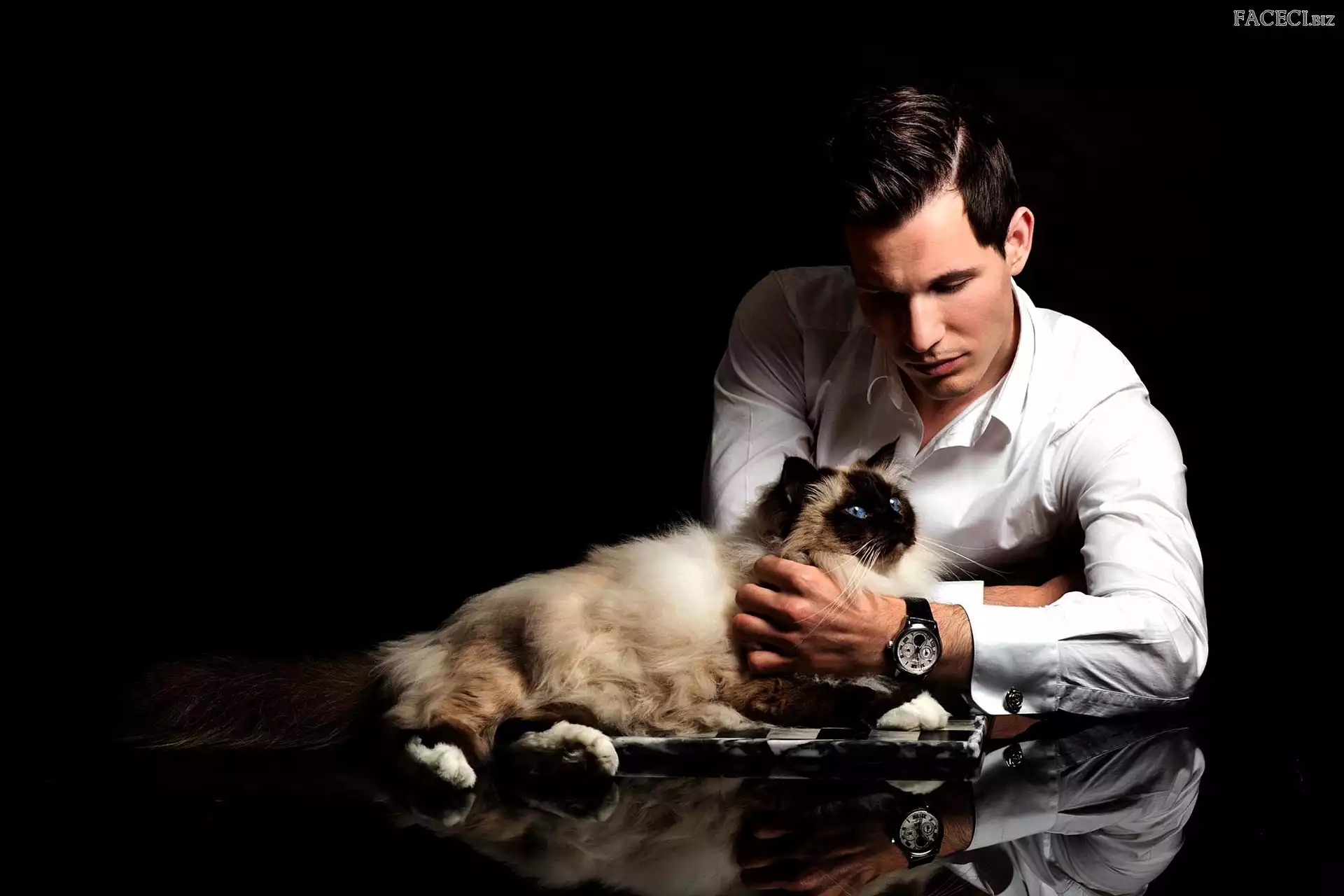 Czarne Tło, Mężczyzna, Kot himalajski